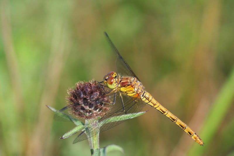 IMAGE: http://img.photobucket.com/albums/v490/lcpete/commondarterforweb-1.jpg