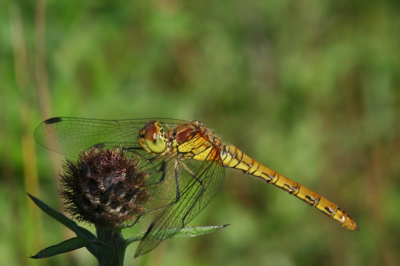 IMAGE: http://img.photobucket.com/albums/v490/lcpete/commondarters.jpg