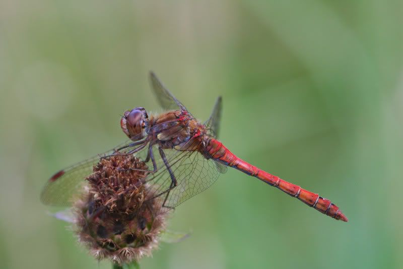 IMAGE: http://img.photobucket.com/albums/v490/lcpete/commondartersmale0786.jpg