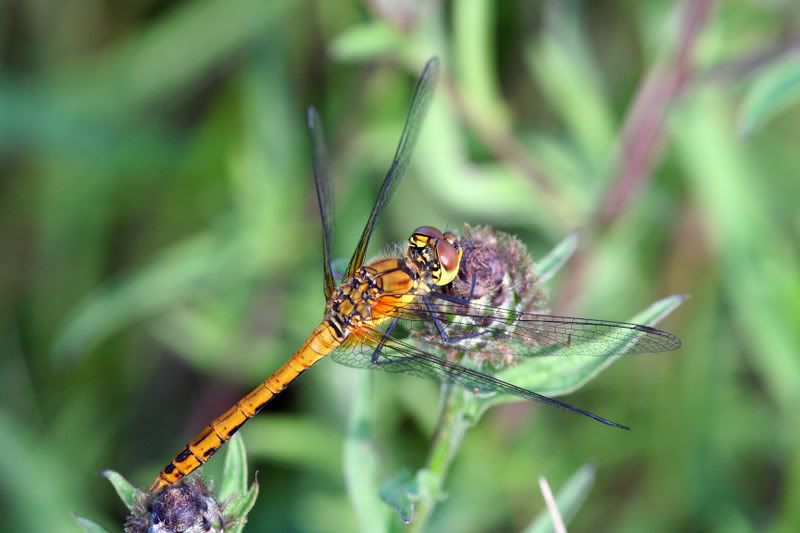 IMAGE: http://img.photobucket.com/albums/v490/lcpete/commondarterweb-1.jpg