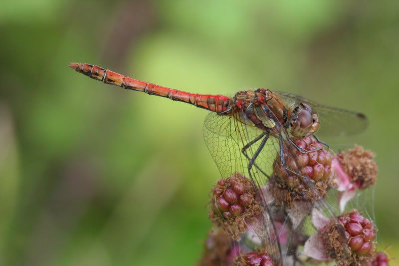 IMAGE: http://img.photobucket.com/albums/v490/lcpete/commondarterweb.jpg