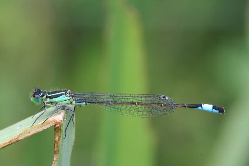 IMAGE: http://img.photobucket.com/albums/v490/lcpete/damsel10702.jpg