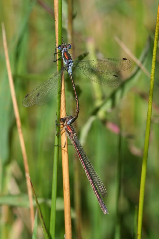 IMAGE: http://img.photobucket.com/albums/v490/lcpete/damselss0788.jpg