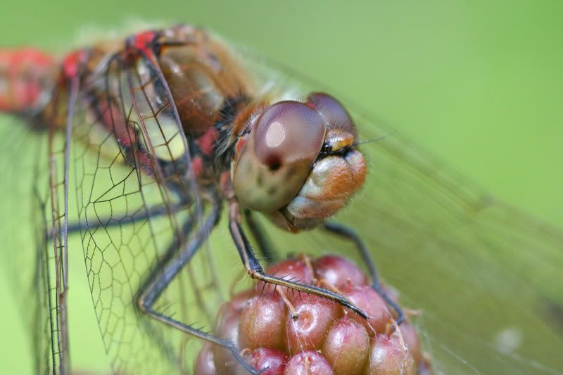 IMAGE: http://img.photobucket.com/albums/v490/lcpete/dartercloseupsweb.jpg