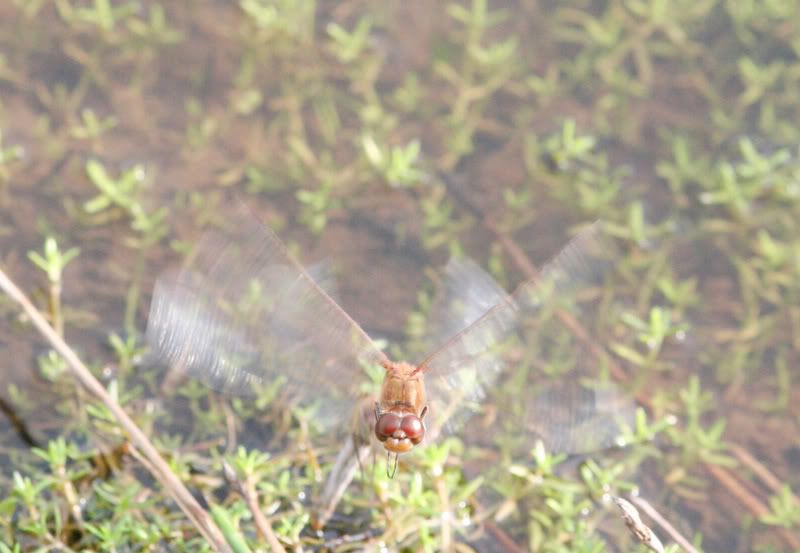 IMAGE: http://img.photobucket.com/albums/v490/lcpete/darterflight.jpg