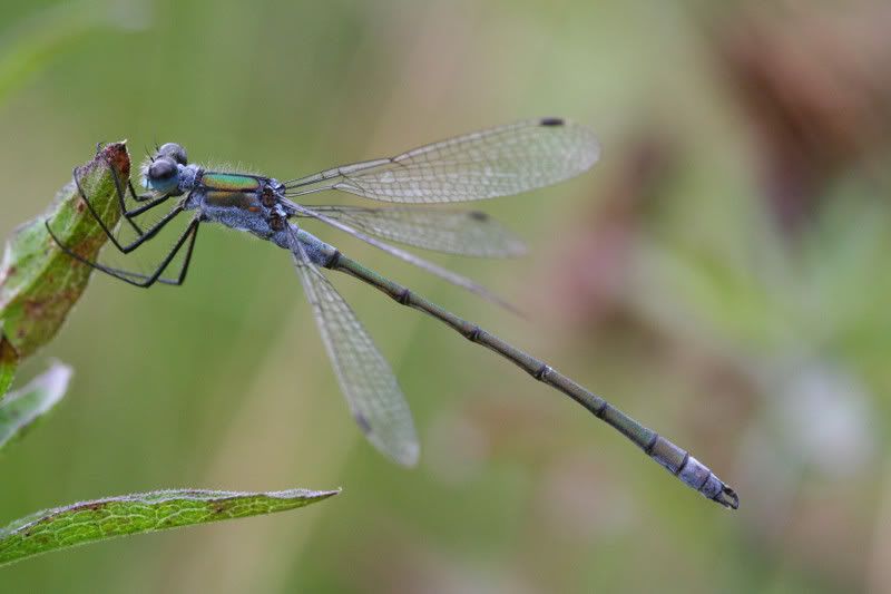 IMAGE: http://img.photobucket.com/albums/v490/lcpete/emeralddamselweb.jpg