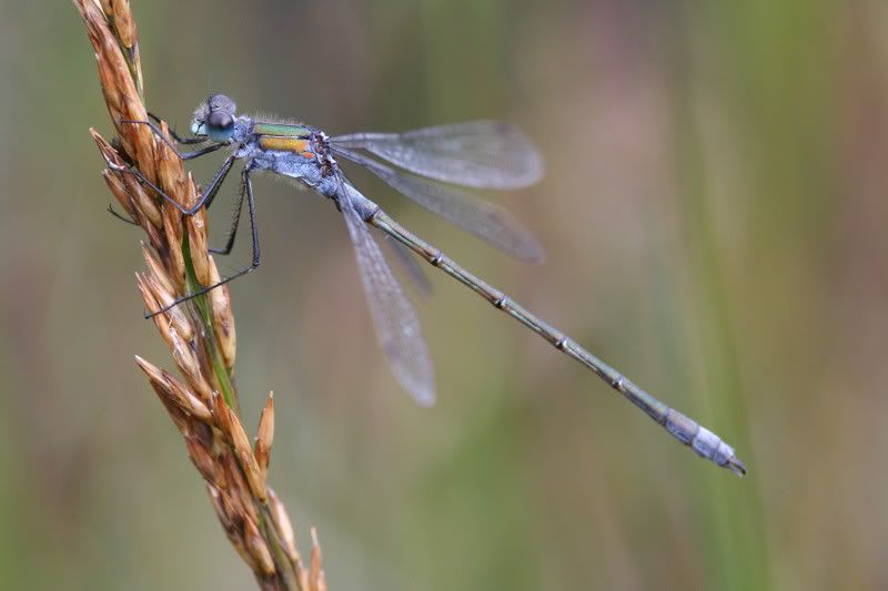 IMAGE: http://img.photobucket.com/albums/v490/lcpete/emeralddamselweb0795.jpg