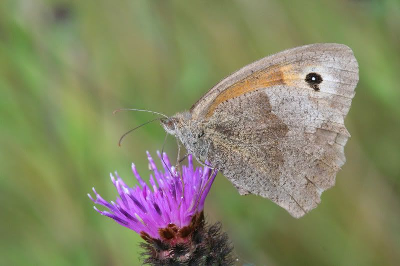 IMAGE: http://img.photobucket.com/albums/v490/lcpete/forweb.jpg