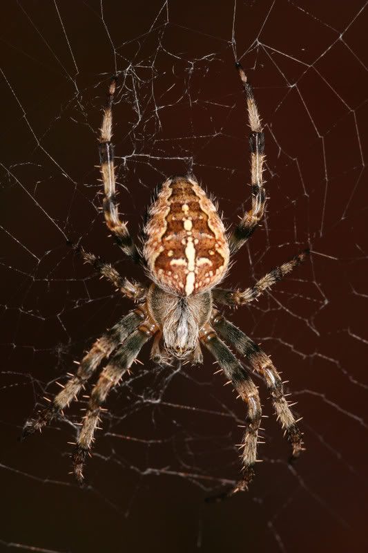 IMAGE: http://img.photobucket.com/albums/v490/lcpete/gardenspider.jpg