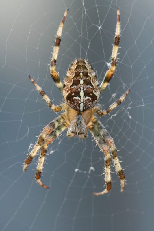IMAGE: http://img.photobucket.com/albums/v490/lcpete/gardenspiderweb783.jpg