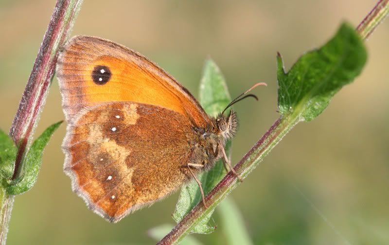 IMAGE: http://img.photobucket.com/albums/v490/lcpete/gatekeeperforweb.jpg