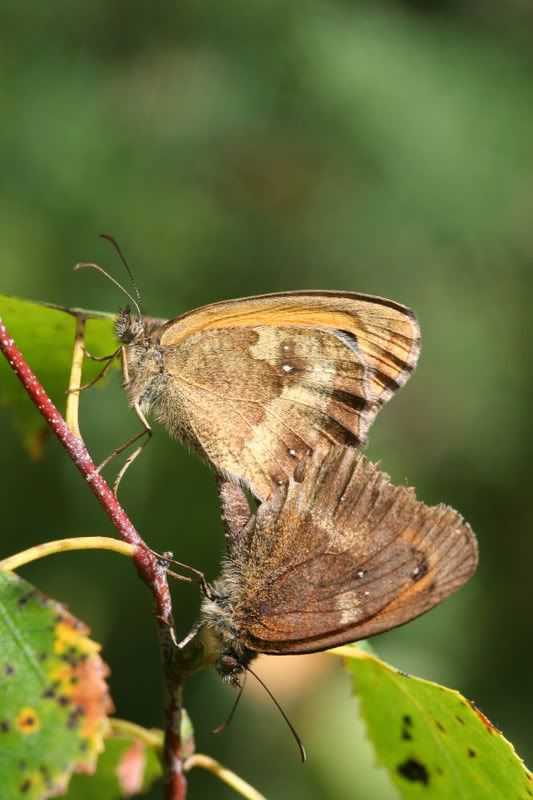 IMAGE: http://img.photobucket.com/albums/v490/lcpete/gatekeepersweb0744.jpg