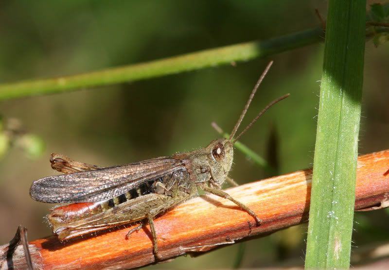 IMAGE: http://img.photobucket.com/albums/v490/lcpete/grasshoppers0752.jpg