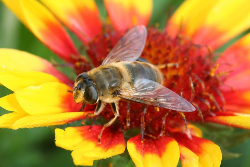 IMAGE: http://img.photobucket.com/albums/v490/lcpete/hoverflysw0808.jpg