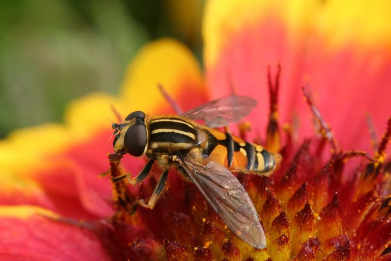 IMAGE: http://img.photobucket.com/albums/v490/lcpete/hoverflyweb0812.jpg