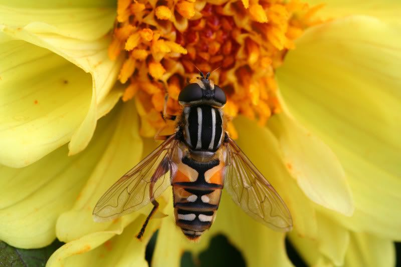 IMAGE: http://img.photobucket.com/albums/v490/lcpete/hoverflyweb0813.jpg