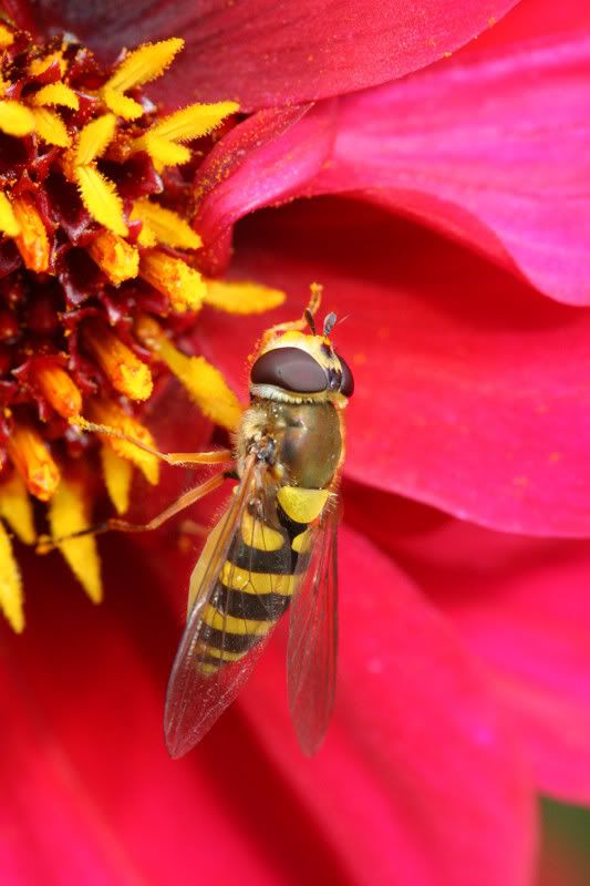 IMAGE: http://img.photobucket.com/albums/v490/lcpete/hoverflyweb0816.jpg