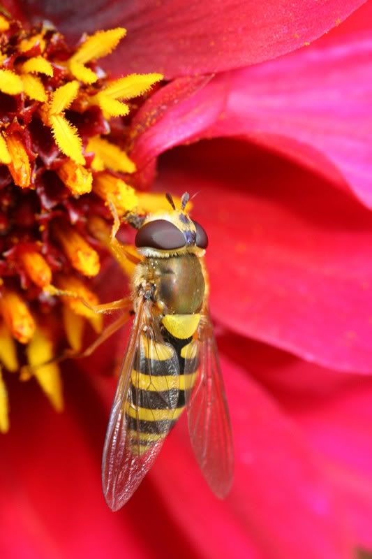 IMAGE: http://img.photobucket.com/albums/v490/lcpete/hoverflyweb0817.jpg