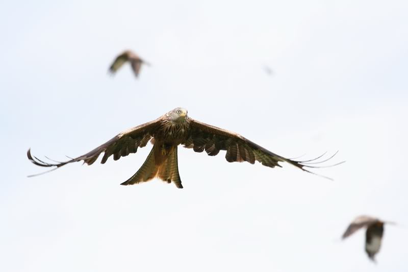 IMAGE: http://img.photobucket.com/albums/v490/lcpete/kite.jpg