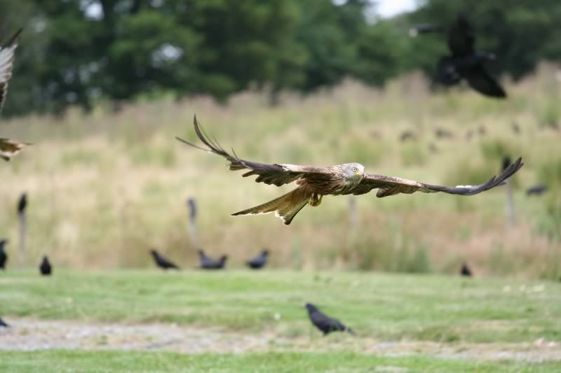 IMAGE: http://img.photobucket.com/albums/v490/lcpete/kite2.jpg