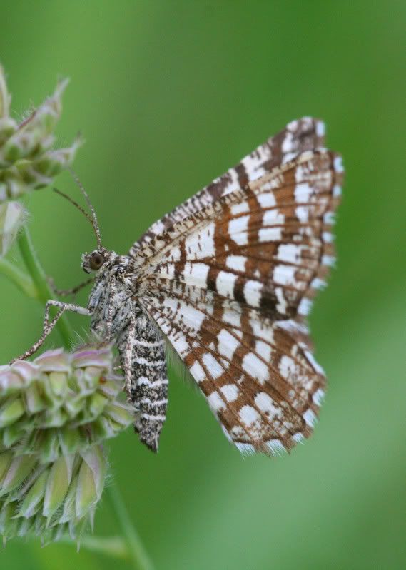 IMAGE: http://img.photobucket.com/albums/v490/lcpete/latticeheathmothforweb.jpg