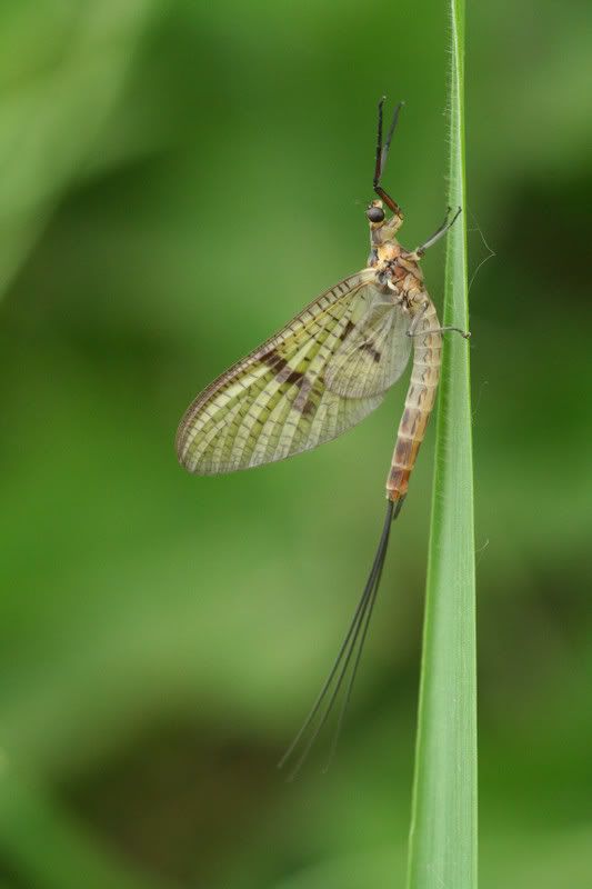 IMAGE: http://img.photobucket.com/albums/v490/lcpete/mayfly.jpg