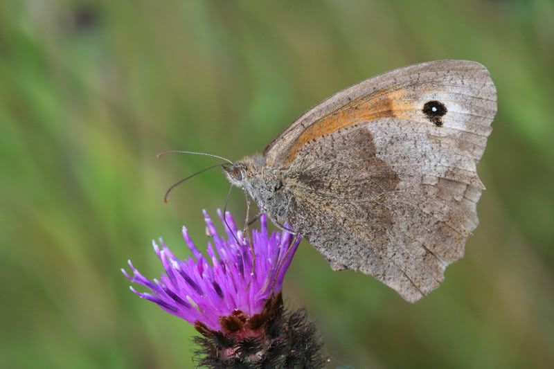 IMAGE: http://img.photobucket.com/albums/v490/lcpete/meadowbrownslevels.jpg