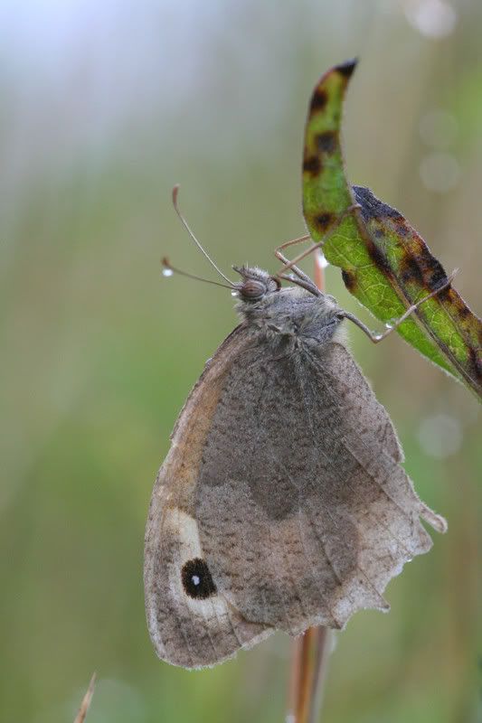 IMAGE: http://img.photobucket.com/albums/v490/lcpete/meadowbrownweb.jpg