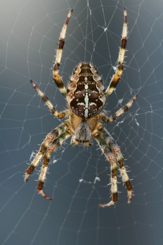 IMAGE: http://img.photobucket.com/albums/v490/lcpete/orbspiders0793.jpg