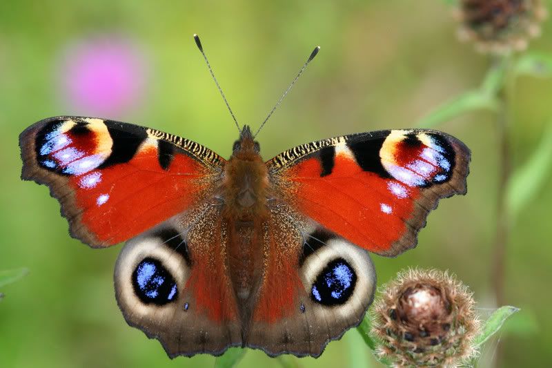 IMAGE: http://img.photobucket.com/albums/v490/lcpete/peacockweb.jpg