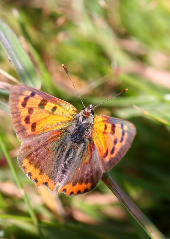 IMAGE: http://img.photobucket.com/albums/v490/lcpete/smallcopper.jpg