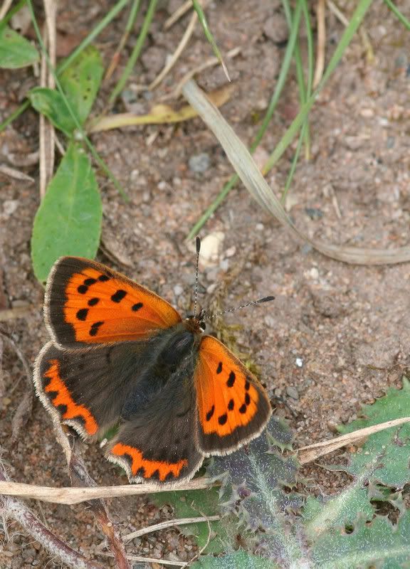 IMAGE: http://img.photobucket.com/albums/v490/lcpete/smallcopperforweb1.jpg