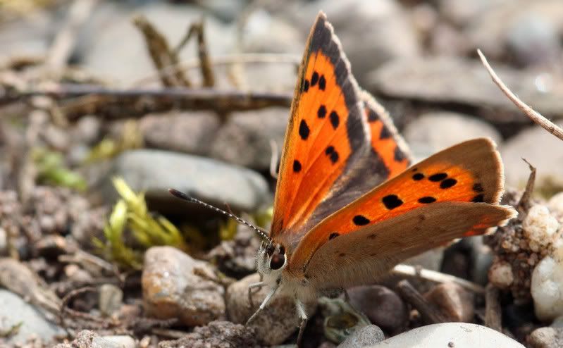 IMAGE: http://img.photobucket.com/albums/v490/lcpete/smallcopperforweb2.jpg