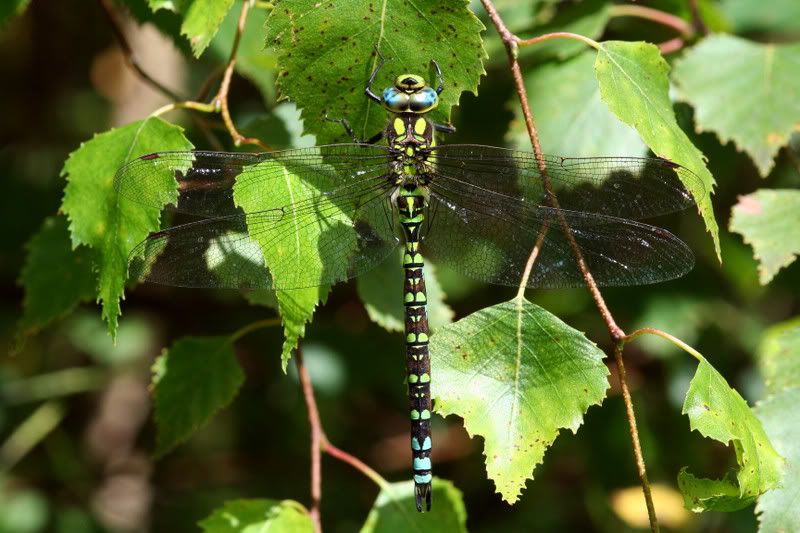 IMAGE: http://img.photobucket.com/albums/v490/lcpete/southernhawkermaturemaleweb.jpg