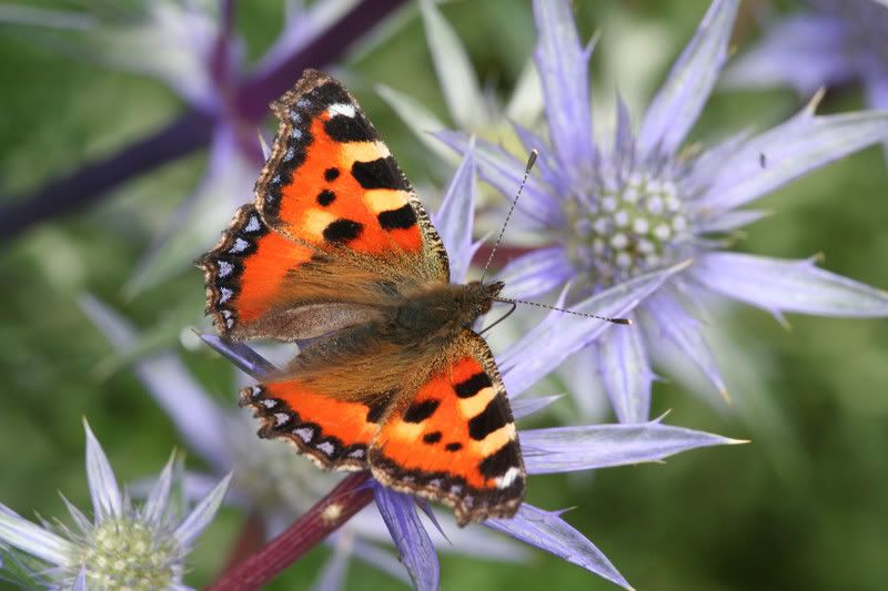 IMAGE: http://img.photobucket.com/albums/v490/lcpete/ts0705.jpg