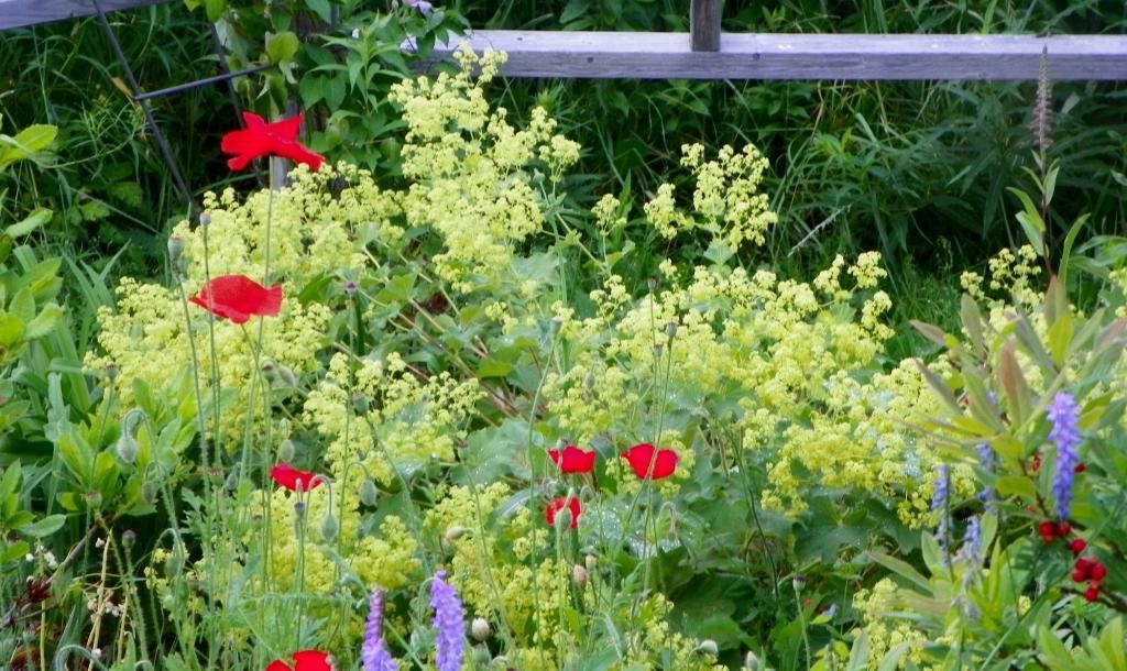 Poppies and Lady's Mantle at Pat's photo poppy_ladysmantle042100x1251_zps7thjrrzz.jpg