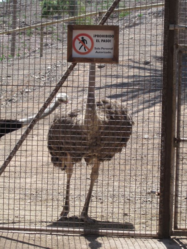 A board ostrich