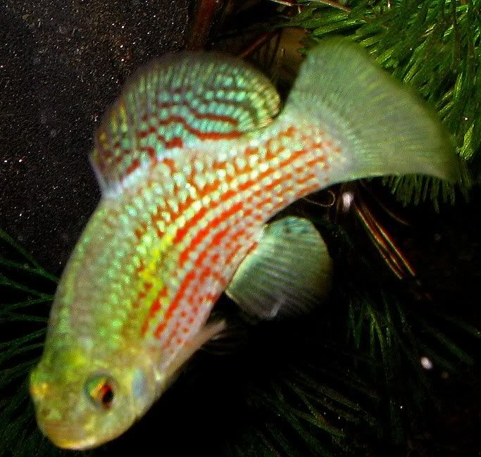 Flagfish-Male.jpg