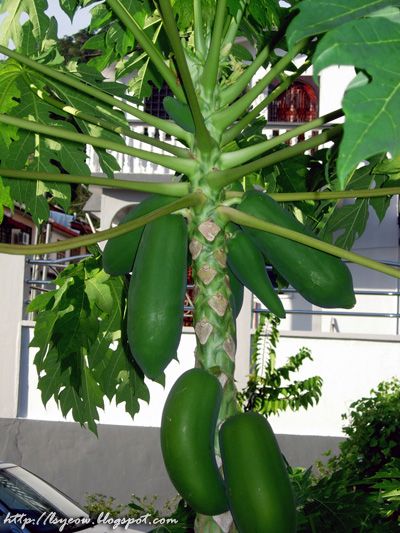 Green Green papayas