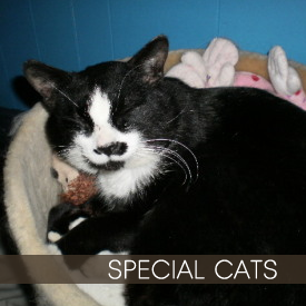 Special Cats