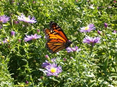 IMAGE: http://img.photobucket.com/albums/v491/xXxImmortalxXx/2005-08Sep026.jpg