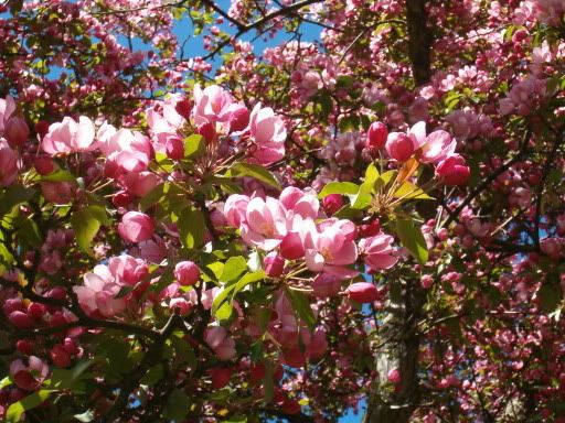 IMAGE: http://img.photobucket.com/albums/v491/xXxImmortalxXx/2006-05May005.jpg