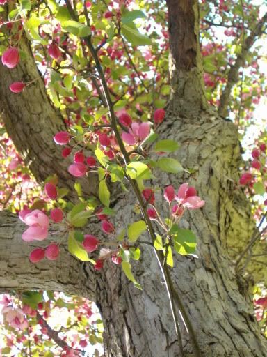 IMAGE: http://img.photobucket.com/albums/v491/xXxImmortalxXx/2006-05May007.jpg