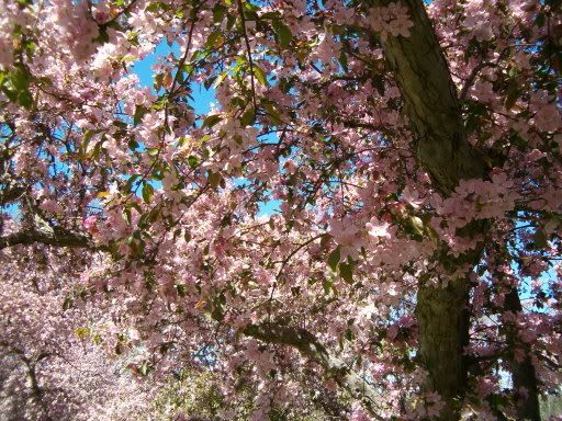 IMAGE: http://img.photobucket.com/albums/v491/xXxImmortalxXx/2006-05May011.jpg