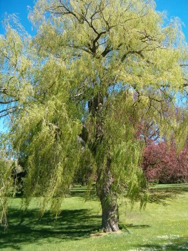 IMAGE: http://img.photobucket.com/albums/v491/xXxImmortalxXx/2006-05May022.jpg