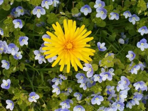 IMAGE: http://img.photobucket.com/albums/v491/xXxImmortalxXx/2006-05May034.jpg