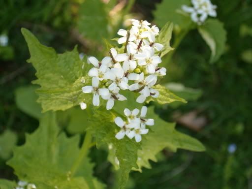 IMAGE: http://img.photobucket.com/albums/v491/xXxImmortalxXx/2006-05May037.jpg