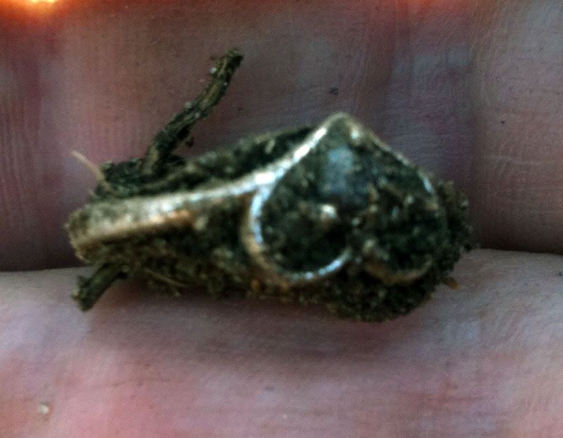 31710_Ringindirt.jpg