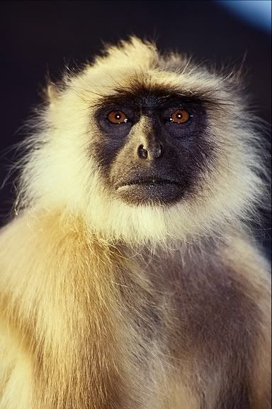 IndianMonkey485096.jpg
