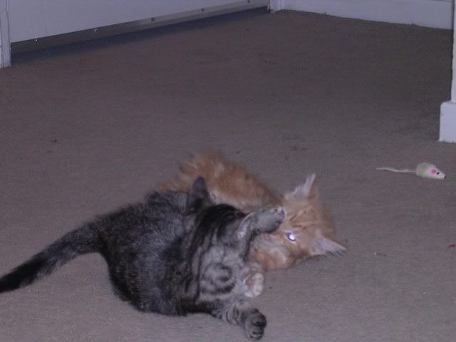 http://img.photobucket.com/albums/v492/NjccBflo/Kittens/DSCN0985-1.jpg